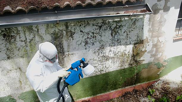 Trusted Bathroom Mold Removal service in Downingtown, PA - Cheap Mold Removal